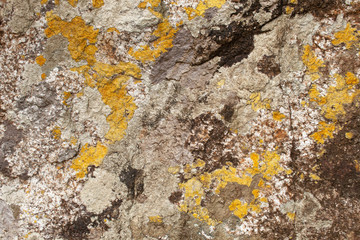 Granite stone texture with yellow, white and black lichen