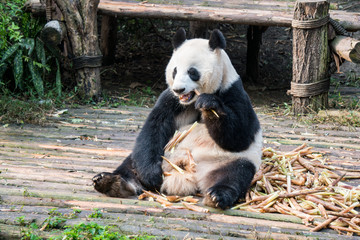 Obraz premium Panda eating bamboo