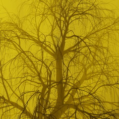 Lonely tree without leaves in fog or mist lit by bright orange sun god rays . 3d illustration. Travel and camping concept