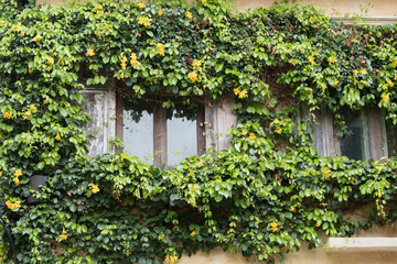 Fototapeta na wymiar Old wooden window covered by green ivy.