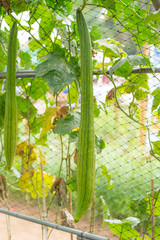 bottle gourd in garden