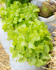 Farming organic green oak lettuce in plantation, In the garden Salad leaves,