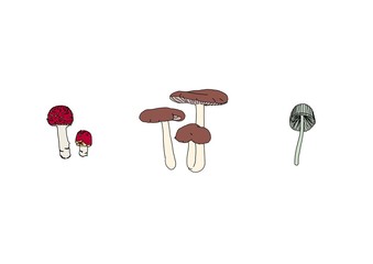 きのこ