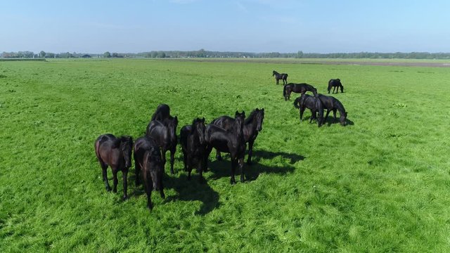 Aerial static footage of group of shiny black horses located at glass field landscape animals looking at the camera and staying close together bright blue sky summer day 4k high resolution drone