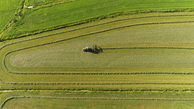 High altitude footaqge of tractor making windrows are rows of cut grass which is allowed to dry before being baled combined or rolled these lines are often formed by agricultural machinery 4k quality