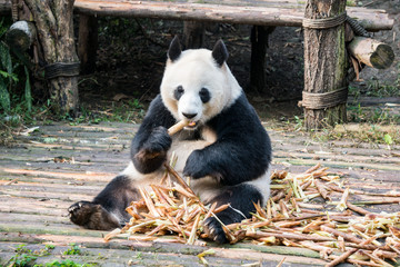 Obraz premium Giant Panda Bear jedzenie w dużym stosie bambusa