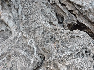 Corteza Olivera Centeraria