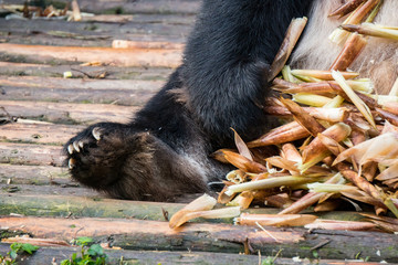 Close up of a panda foot with claws with bamboo