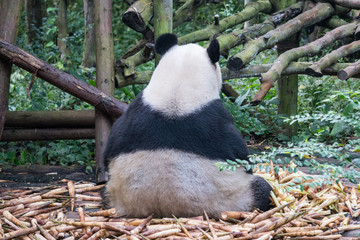 Backside of a panda eating bamboo © Alden