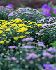 Obraz premium Blurred yellow flower and pink flower background,
