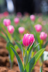 Beautiful pink tulip in the garden on green tree tulips background,