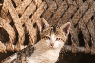 Cat in the village house 