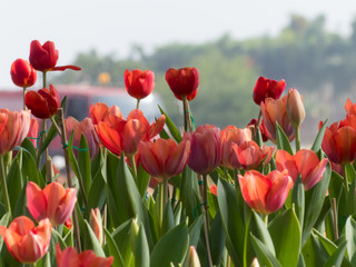 Beautiful blurred tulips background,