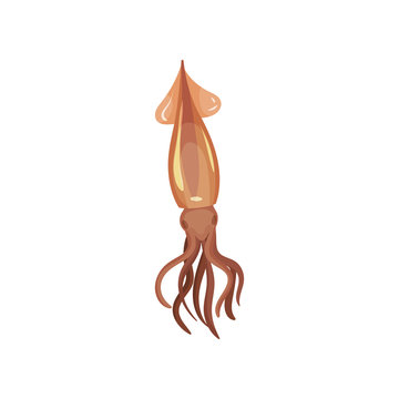 Detailed flat vector icon of swimming squid. Water animal with tentacles. Sea product. Marine mollusk. Seafood theme