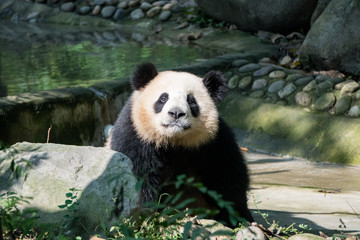 Obraz premium Giant Panda walking toward the camera