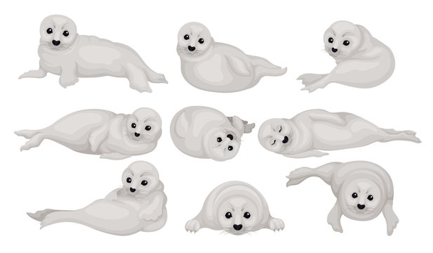 Flat vector set of funny gray seal pups in different poses. Animal of Arctic or Atlantic ocean. Marine mammal