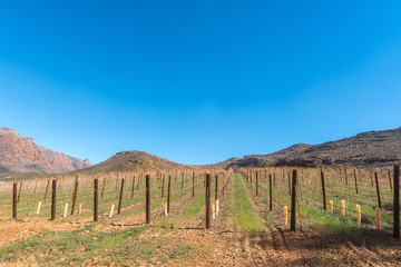 Fototapeta na wymiar Vineyards at Kromrivier in the Cederberg Mountains