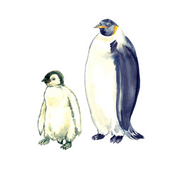 Emperor penguin adult and poult standing, isolated watercolor illustration