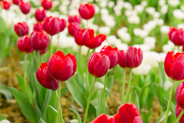 Colorful tulips in the flower garden,Tulip field.