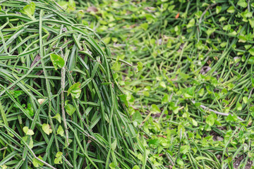 Edible stemmed vine,cissus quadragularis L.,VITACEAE,Thai herb.