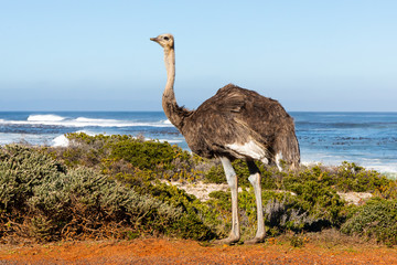 An ostrich at the coast of the cape peninsula in south africa