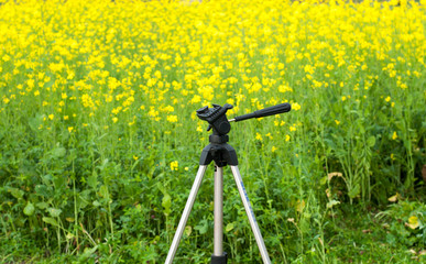 A camera tripod in the mustard crop field 