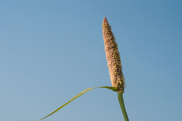 The pearl mmillet grass and blue sky