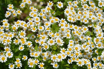 Golden Feverfew