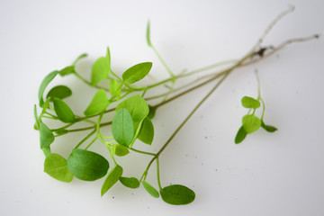 green young leaves, new life, vitamins, proper nutrition, seedlings, on a white background, health