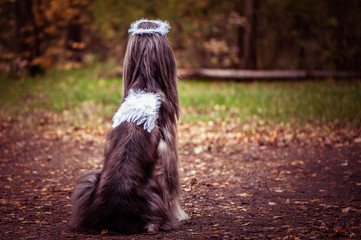 Angel dog, portrait of a dog in the image of an angel, in a wreath and with white wings. Symbol of kindness and friendship of dogs.