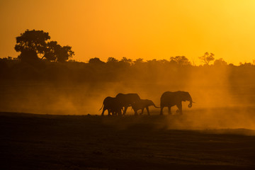 Fototapeta na wymiar Elephants silhouette at the chobe national park