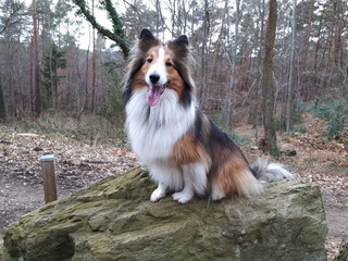 Sheltie sitzend auf einem Stein