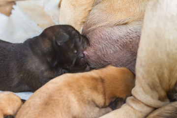 Black puppies are breastfeeding.
