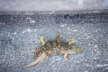 close up of  breeding lizard background