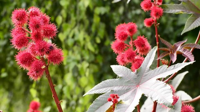 Castor-oil plant with flower and seed bolls