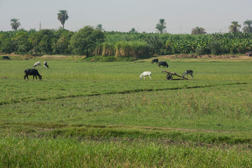 Rural field with cattle and donkeys livestock in africa