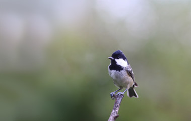 Coal tit sit on a dry branch at attention on a blurred background of undefined color....