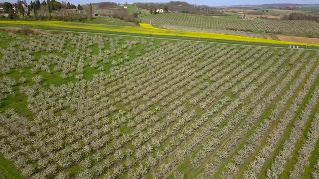 Agriculture, beautiful bloosoming plum fruit trees in orchard, Lot et Garonne, 47, France