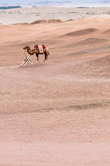 Camel in the barren gobi desert, at the historical site of Yang Pass, in Yangguan, Gansu, China