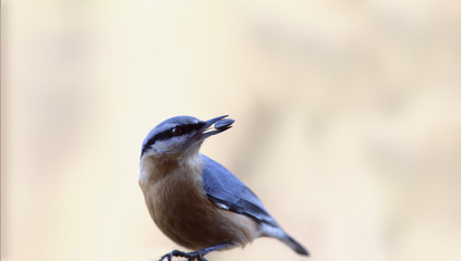 The nuthatch holds the seed in its beak, looks back... suddenly will take away production....