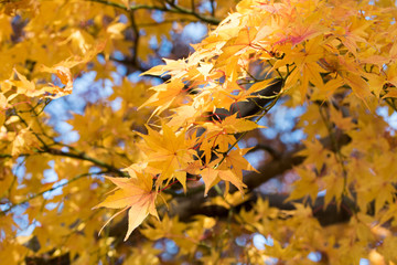 黄色いモミジの葉