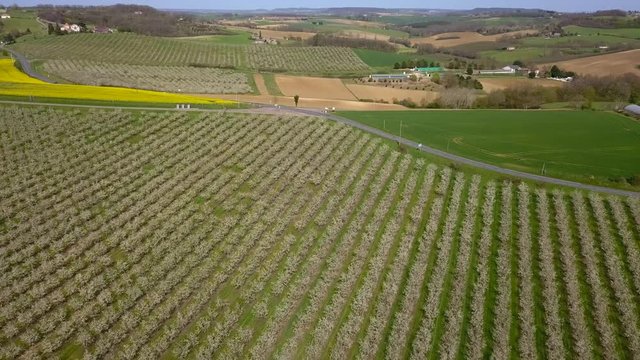 Agriculture, beautiful bloosoming plum fruit trees in orchard, Lot et Garonne, 47, France