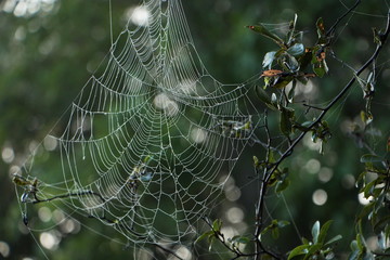 Cobweb in Chobe National park in Botswana in Africa