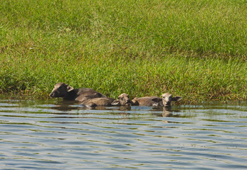 Rural field by river with water buffalo livestock in africa