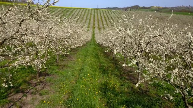 Agriculture, beautiful bloosoming plum fruit trees in orchard, Lot et Garonne, 47, France