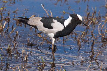 Blacksmith Lapwing in Okawango river in Namibia in Africa