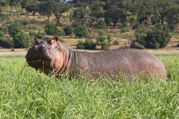 Hippos in Chobe National park in Botswana in Africa