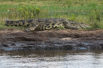 Crocodile in Chobe National park in Botswana in Africa
