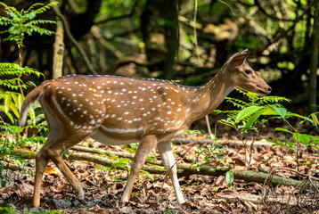 Naklejka na ściany i meble spotted or sika deer in the jungle