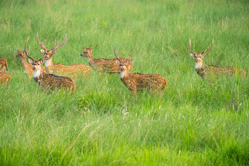 Sika or spotted deers herd in the elephant grass